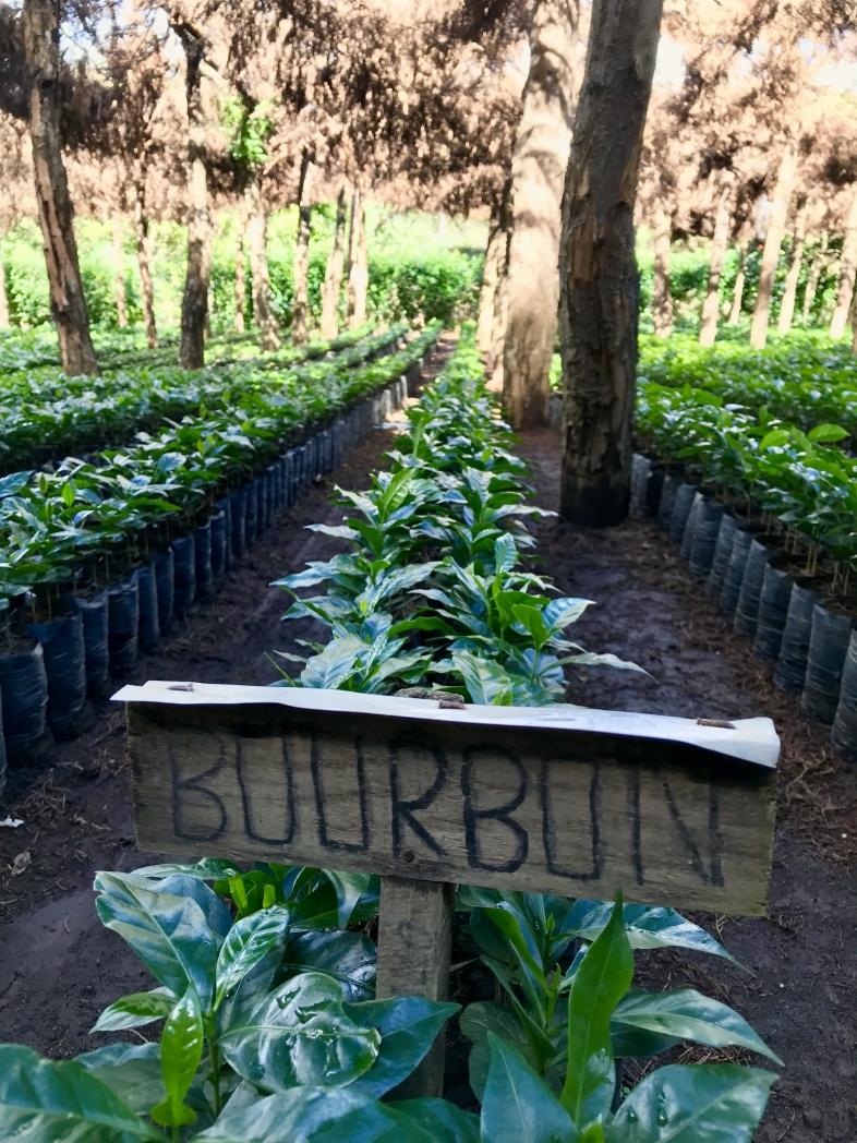 Bourbon in nursery