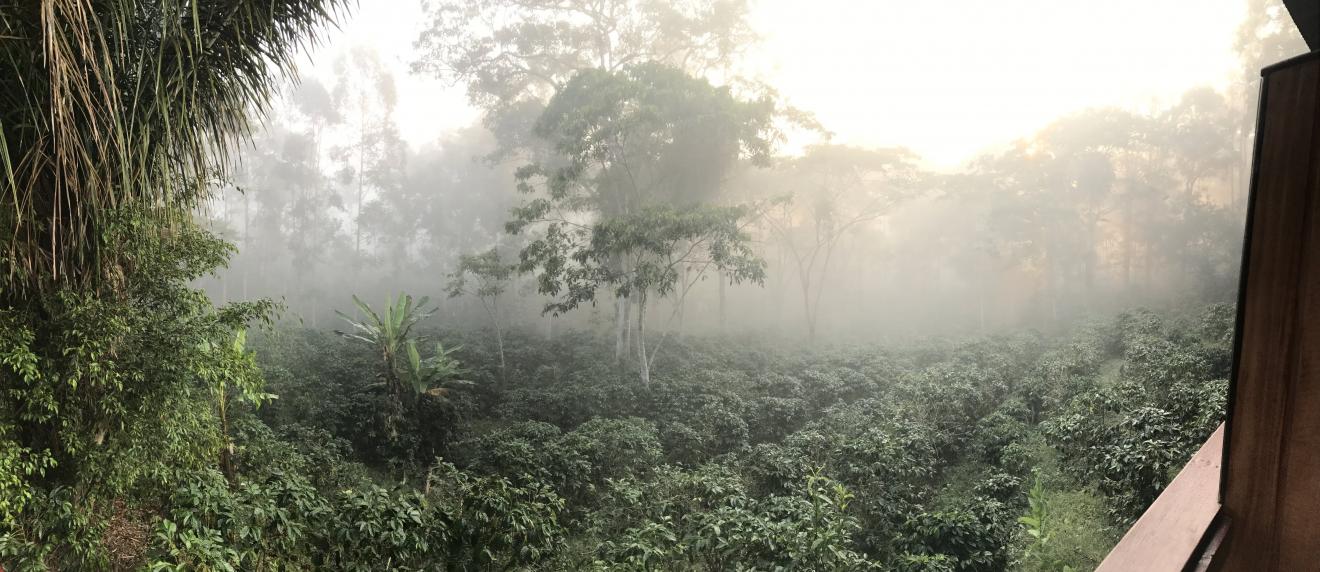 Environment