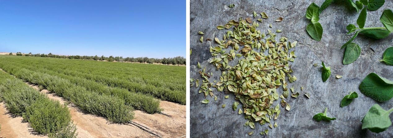 Oregano fields and dry and fresh oregano