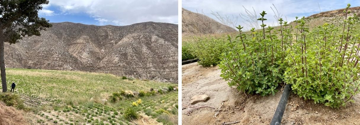 Oregano fields in Peru