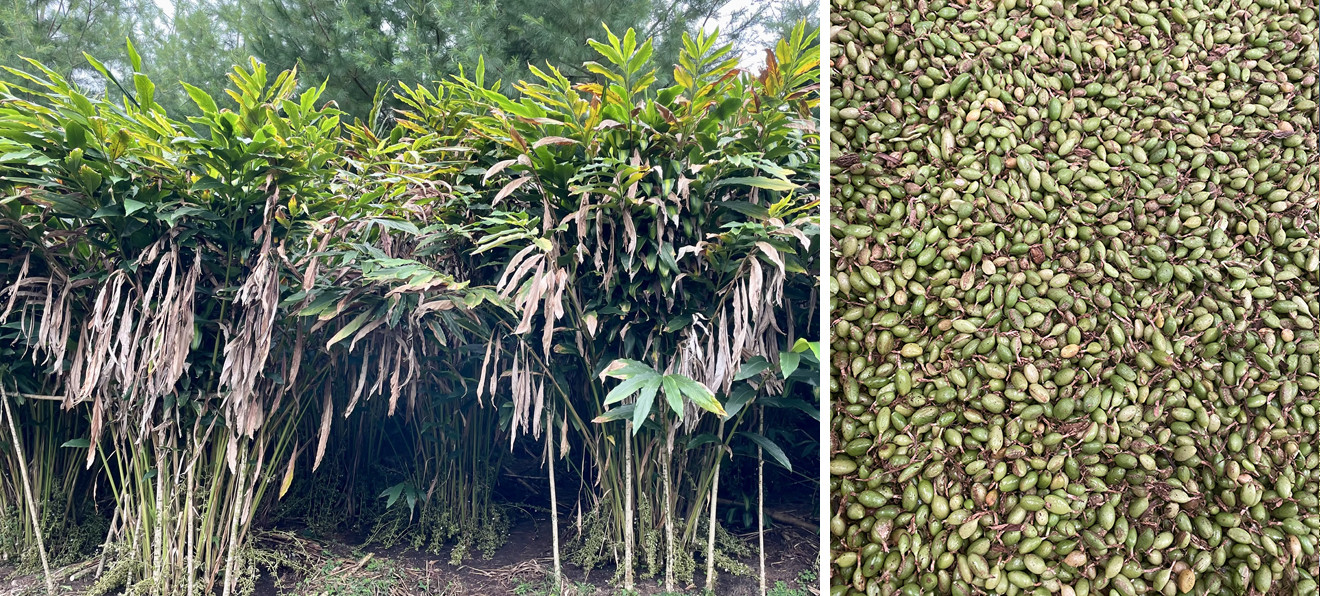 Cardamom plant and seeds