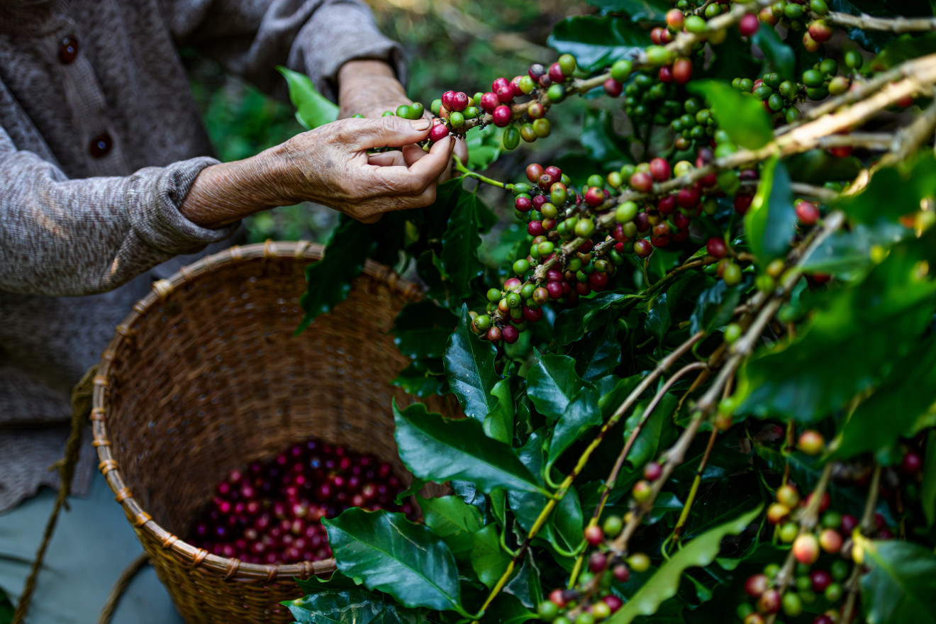 Hands picking coffee