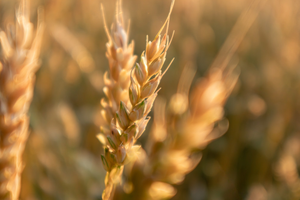 Wheat field