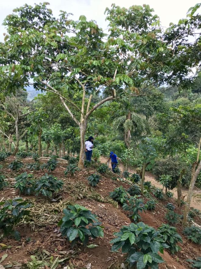 Terrace farming