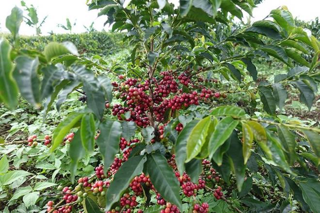 Coffee tree