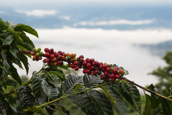 Costa Rica coffee
