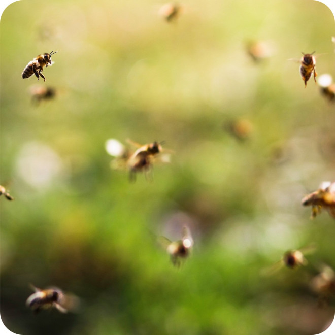 Bees flying