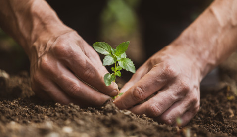 Hands planting