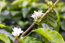 coffee flower