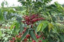 coffee tree