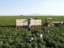 Fields of chili