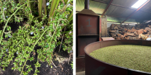 Cardamom plants and drying process