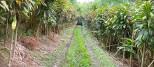 Car driving on a small road in Guatemala