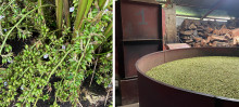Cardamom plants and drying process